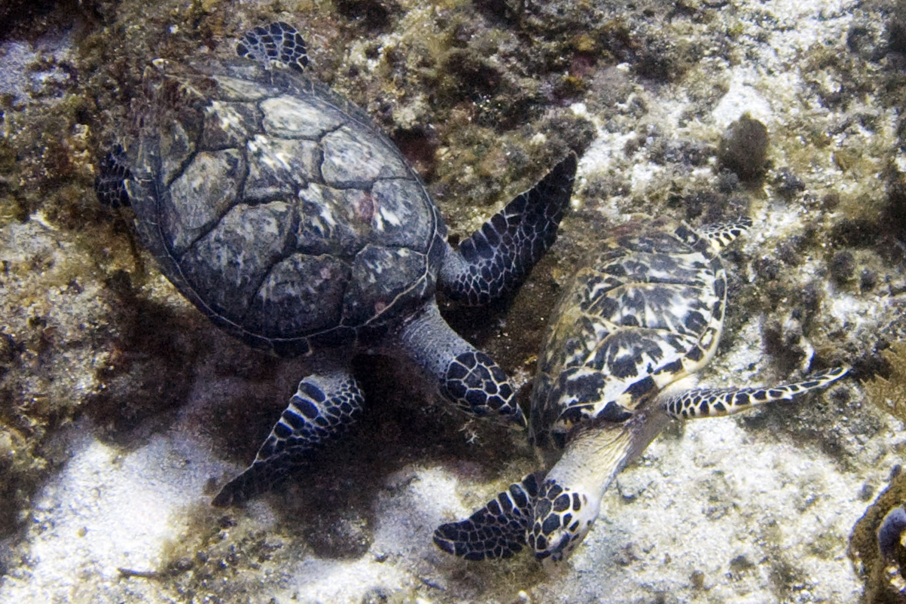 Turtles at West End